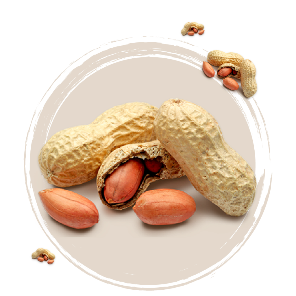 Peanut - Soufiane Foods importateur de fruits secs Maroc